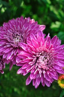 Pair Of Purple Chrysanthemum Stock Images Pair Of Purple Chrysanthemum Stock Images
