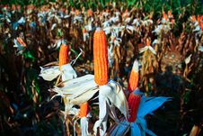 Amazing Corn Farm At Baanrai Utaithani Thailand Stock Images Amazing Corn Farm At Baanrai Utaithani Thailand Stock Images