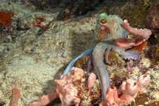 Caribbean Reef Octopus - Bonaire Stock Photography Caribbean Reef Octopus - Bonaire Stock Photography