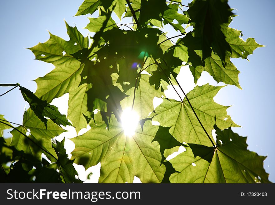 Green leaves sun is shine