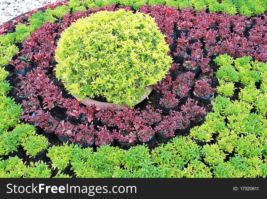 Beautiful green and purple garden. Beautiful green and purple garden