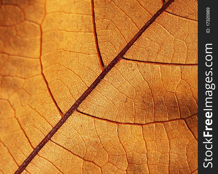 Close up view of a autumn leaf