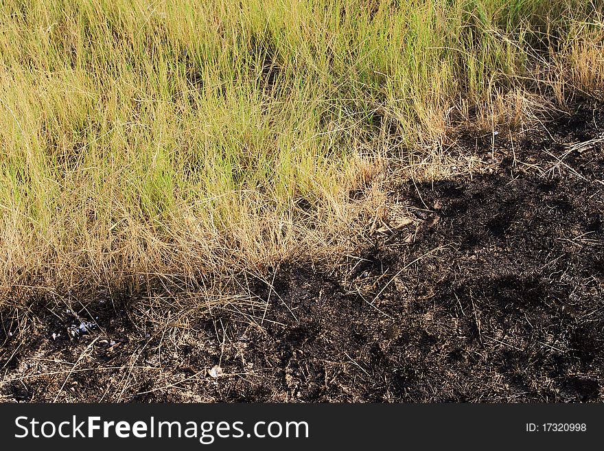 Green grass meadow after burning. Green grass meadow after burning