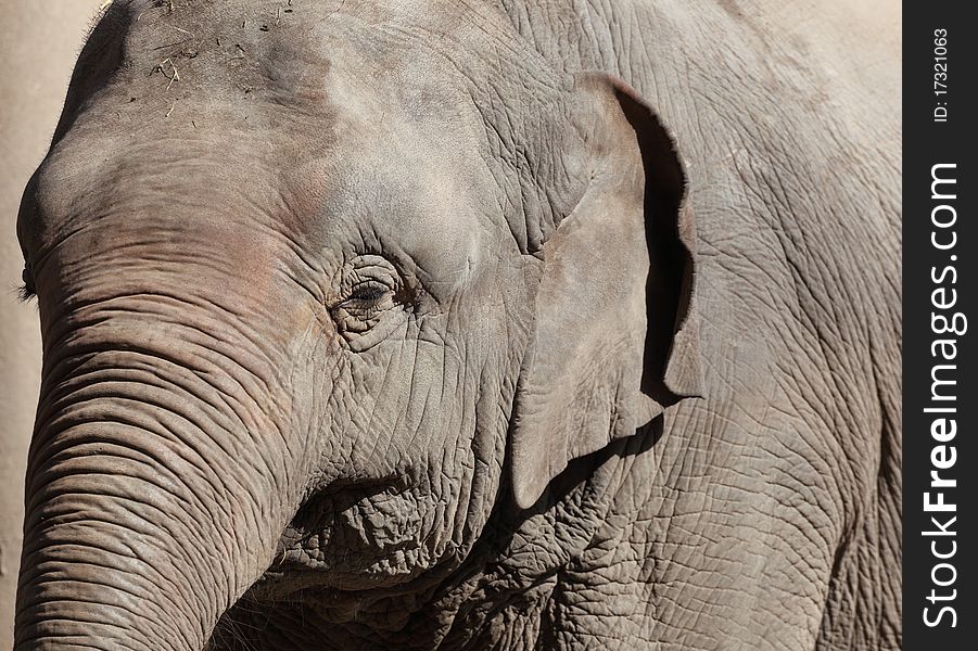 Closeup of an elephant isolated
