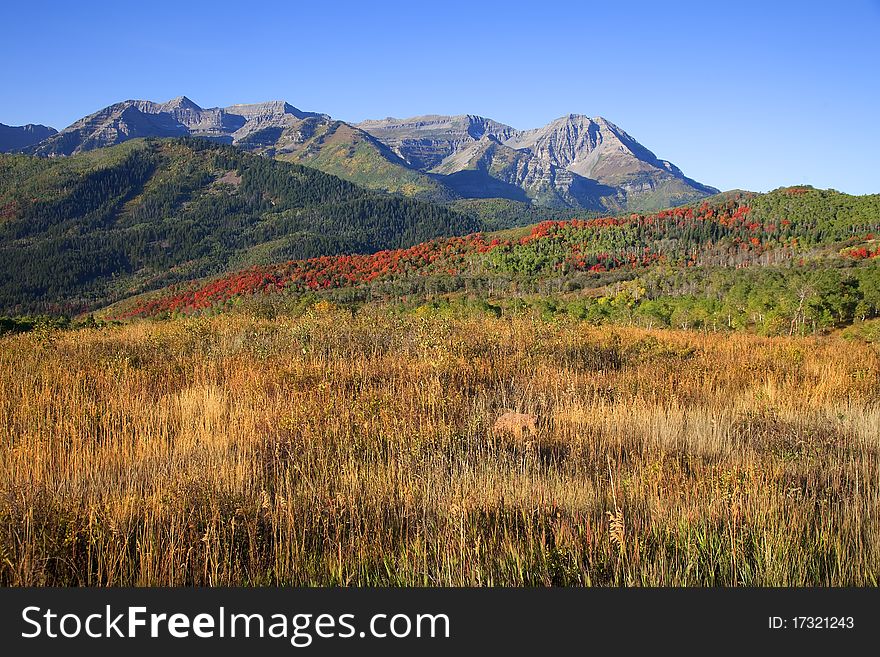 Rocky Mountains in the fall with blue sky. Rocky Mountains in the fall with blue sky