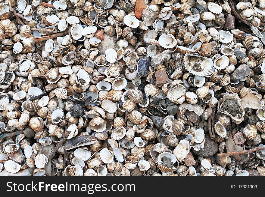 Seashells background in bay ,Thailand. Seashells background in bay ,Thailand