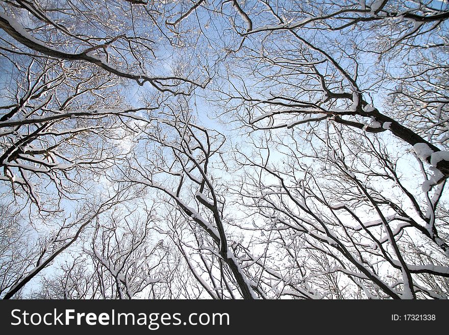 Treetops in winter