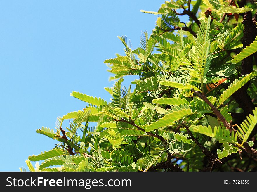 Green Leaf And Blue Sky