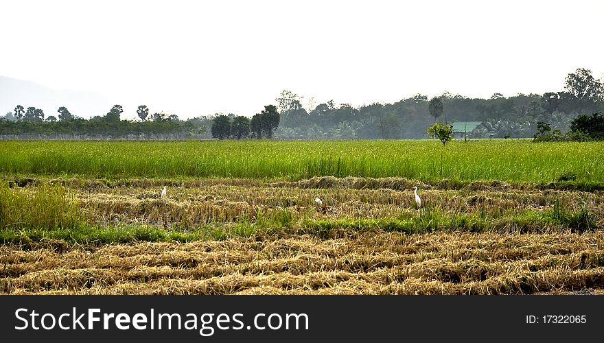 Agriculture is the main occupation of the Asians. The majority of rice farmers. Agriculture is the main occupation of the Asians. The majority of rice farmers.