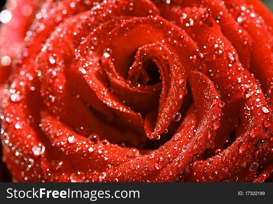 Red rose in water drops macro close up