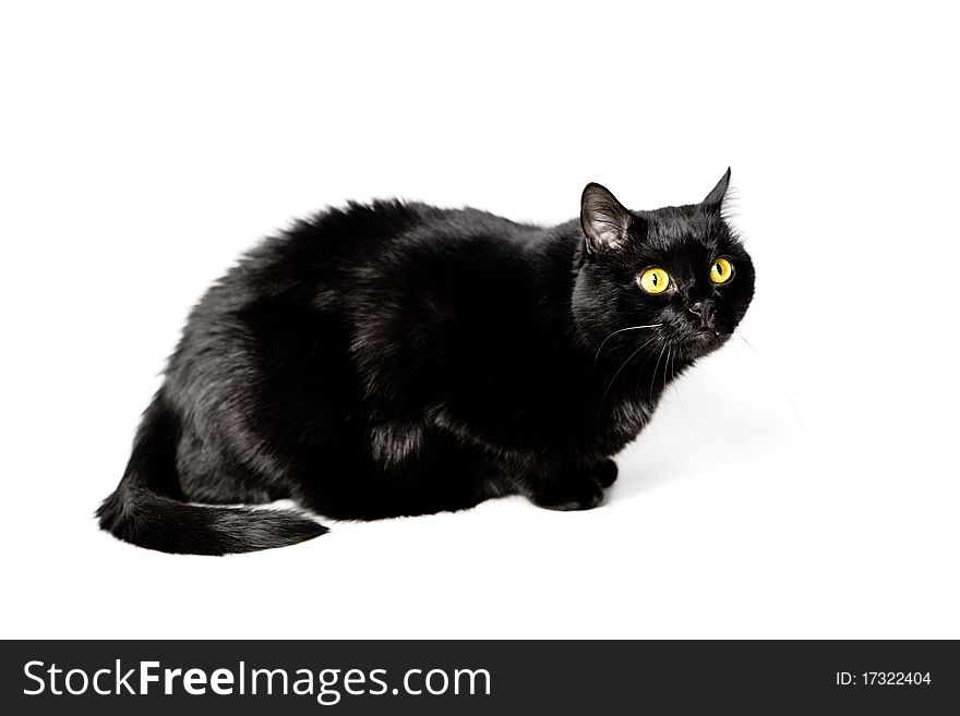 Fat black cat with yellow eyes, isolated on white. Selective focus.