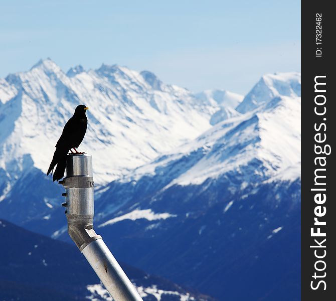 Ice top mountains starling bird