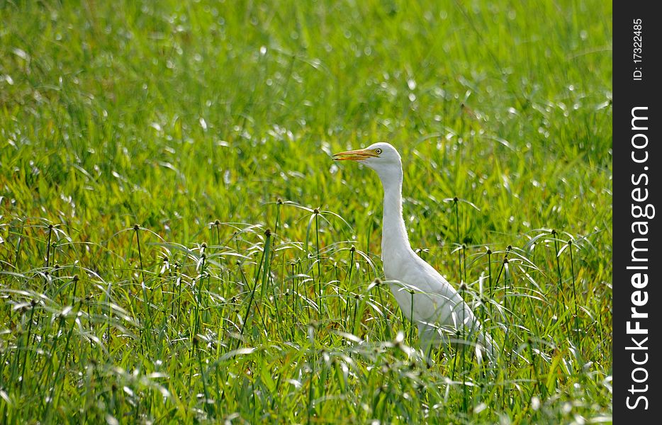 White young Heron walking in the bush. White young Heron walking in the bush.