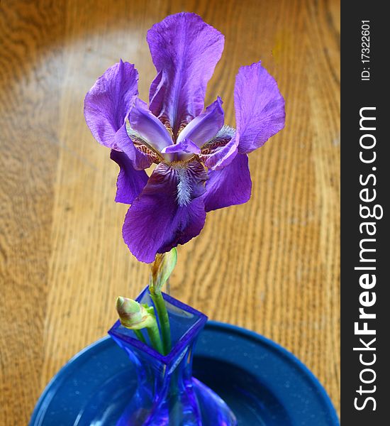 Purple iris in a blue vase on a blue plate on the wooden kitchen table taken from an above vantage point. Purple iris in a blue vase on a blue plate on the wooden kitchen table taken from an above vantage point