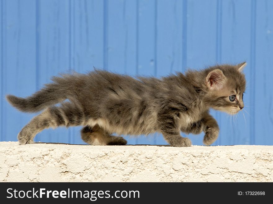 Young kitten walking in front of a blue background