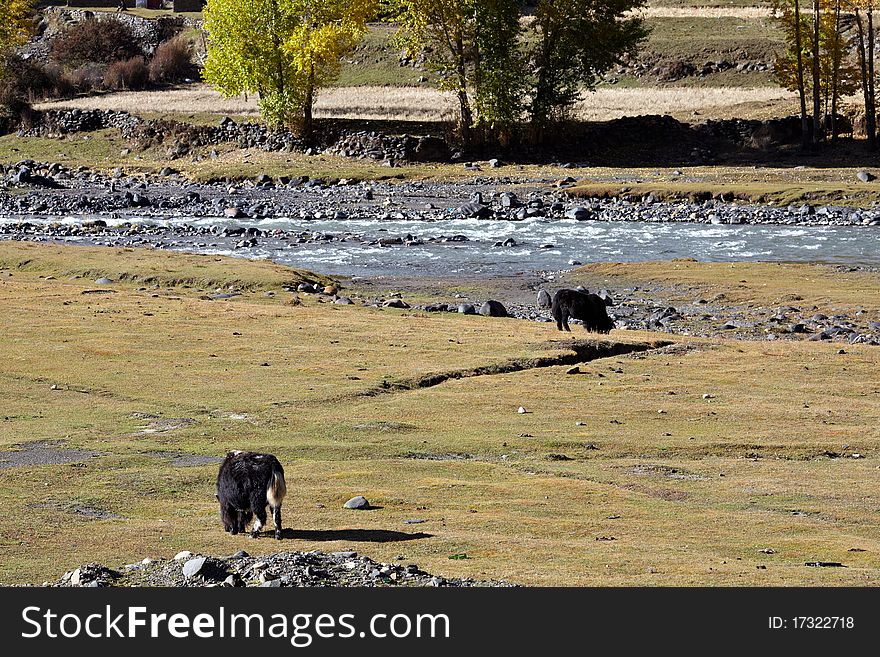The yak herd browsing on the tibetan pasture