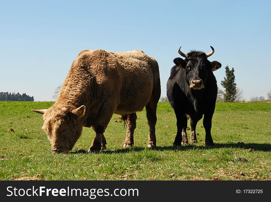 Brown bull and black cow in a field. Brown bull and black cow in a field