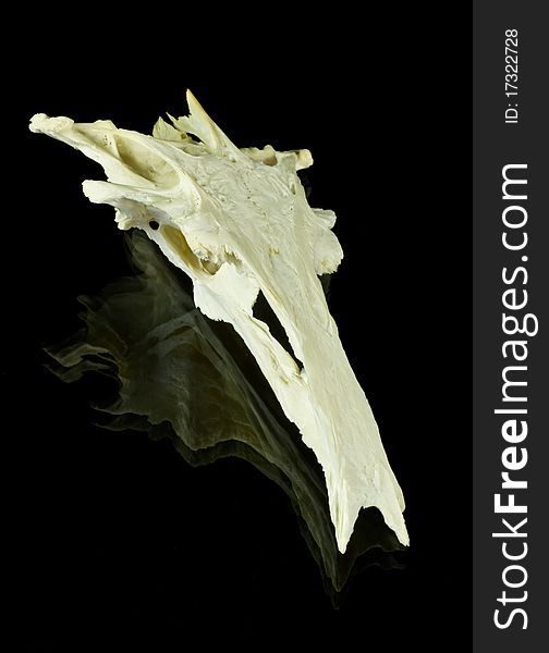 Closeup of a fish skull isolated on black background with reflections.