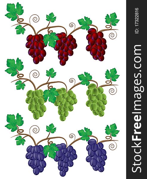 Grape and Vine illustration available in format