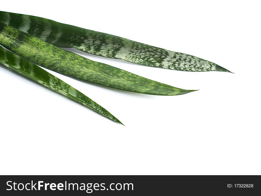 Green leaves-symbols of health and longevity
