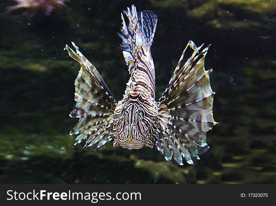 Japanese Lionfish Lion Fish
