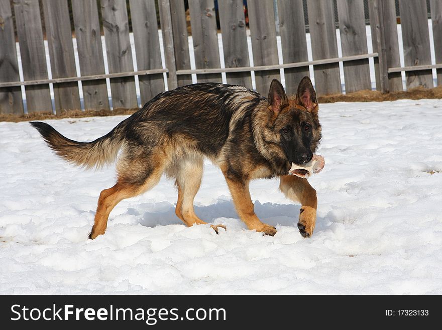 German Shepherd Dog female