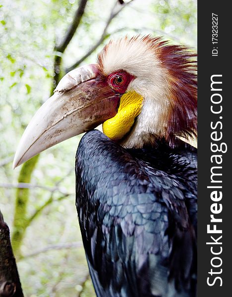 A papuan hornbill on a branch of a tree