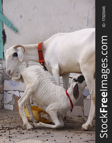 A lamb drinks milk from its mother's udder on a sidewalk in Dakar, Senegal. A lamb drinks milk from its mother's udder on a sidewalk in Dakar, Senegal.