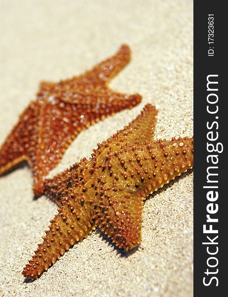 Close up of starfish on sand