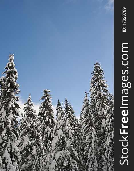 Snowy winter forest with blue sky