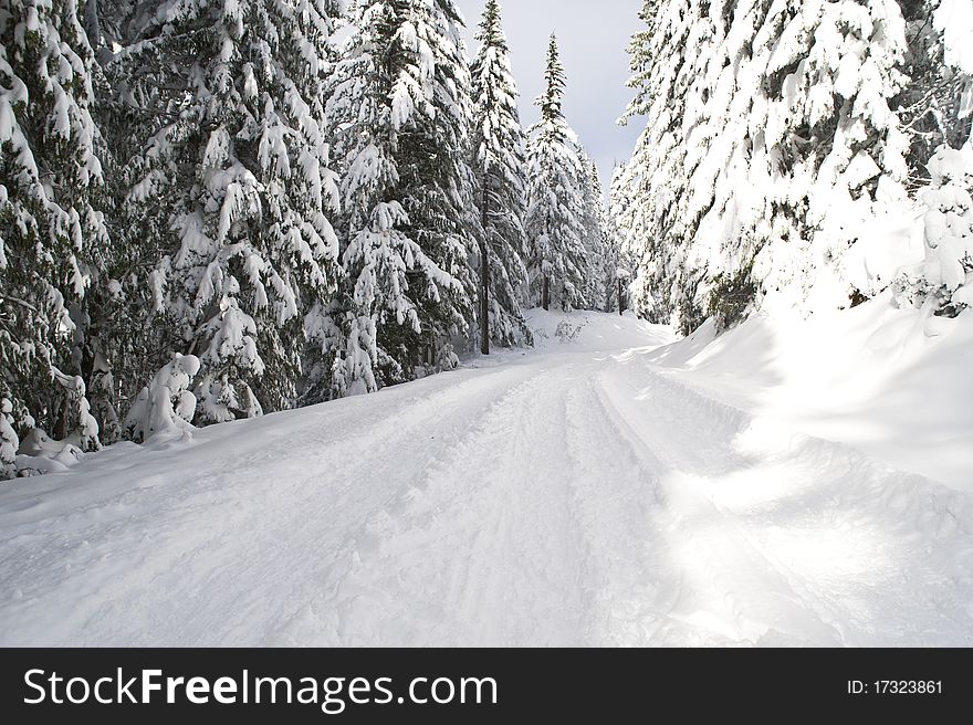 Ski and snowshoe trail through winter woods