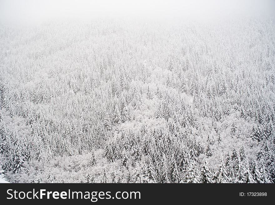 Forest covered with snow in a blizzard. Forest covered with snow in a blizzard