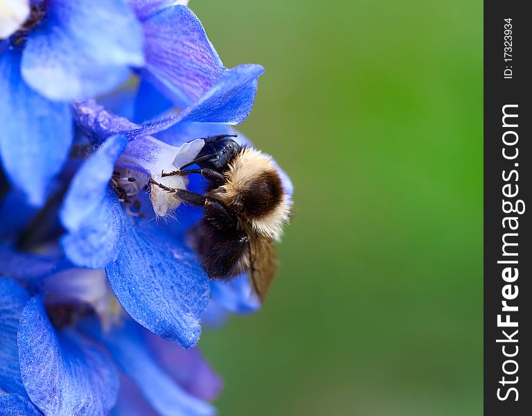 Bumble bee on a flower delphinium. Bumble bee on a flower delphinium.