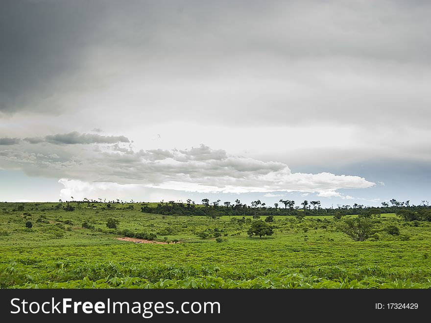 Rain clouds above manioc plantation on southern Brazil. Rain clouds above manioc plantation on southern Brazil.