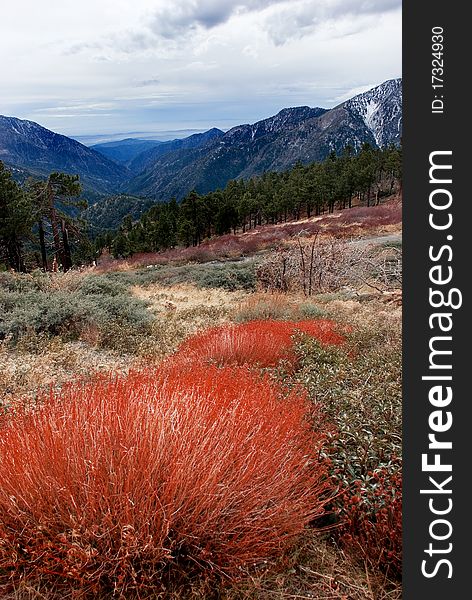 Beautiful,red bushes in the Angeles National Forest in the winter with snow capped mountains in the background. Beautiful,red bushes in the Angeles National Forest in the winter with snow capped mountains in the background.