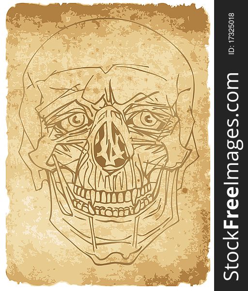 Illustration of skull on old paper