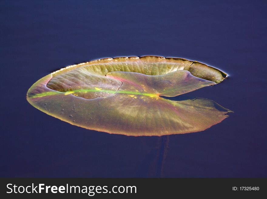 Leaf of water-lily in water