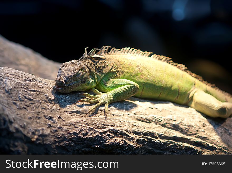 A view of an iguana on a tree branch