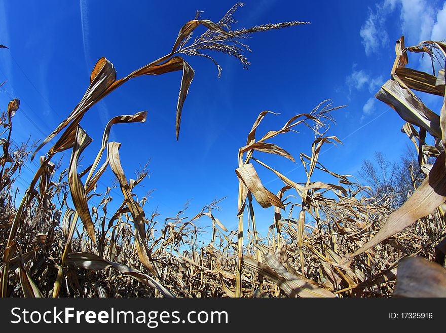 Fish eye view of corn field in autumn after a crop. Fish eye view of corn field in autumn after a crop