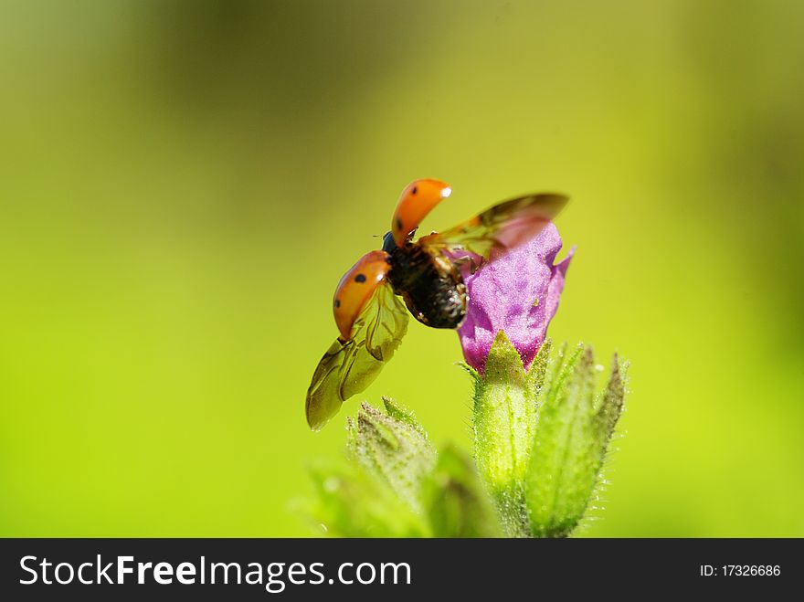 Ladybug sitting on the blade of grass