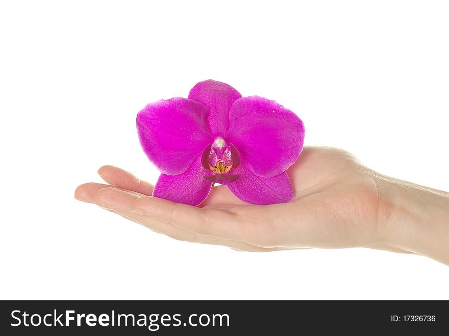 Hand and orchid over isolated white background
