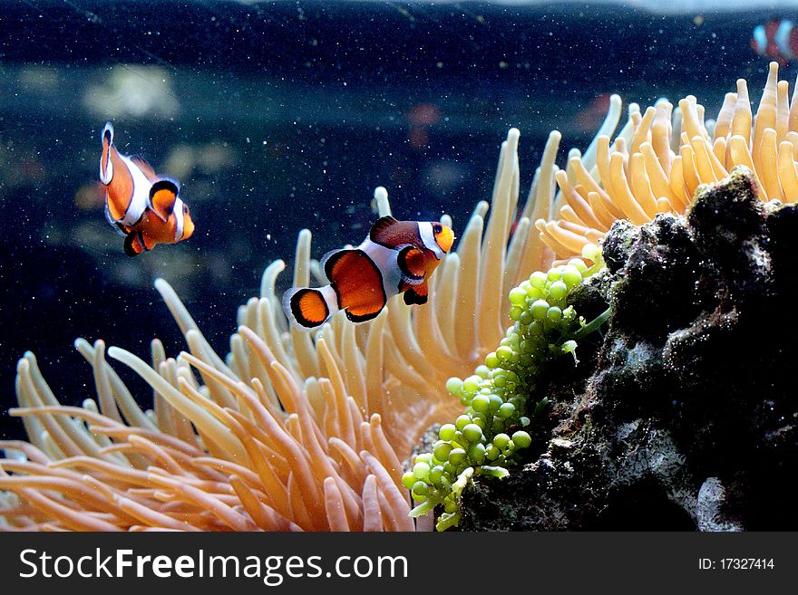Picture of 2 Clown Fish in a tank with Coral
