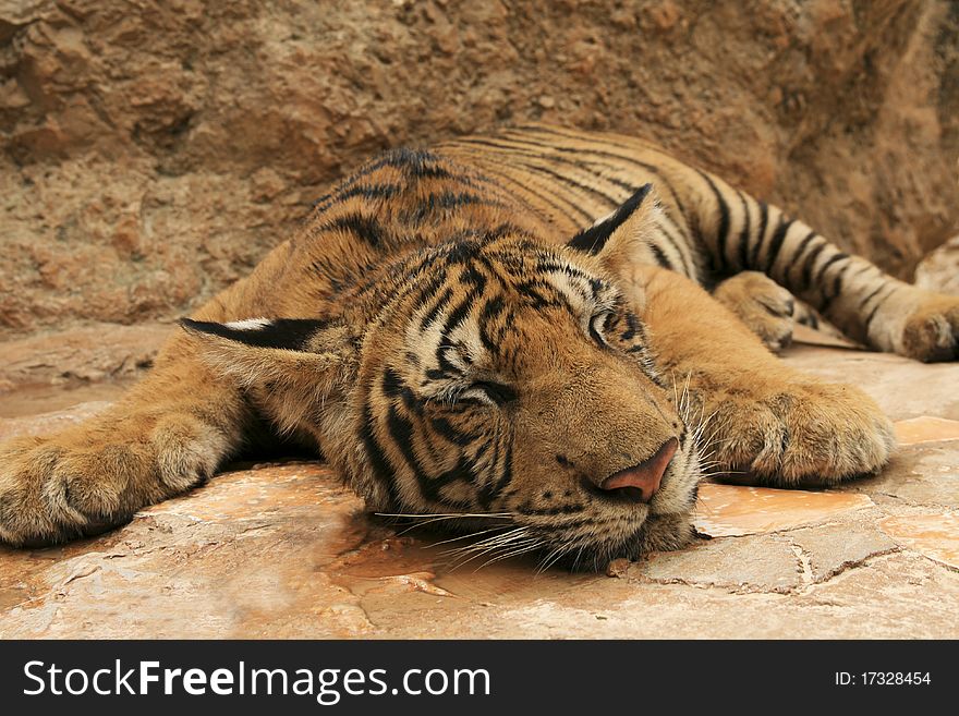 Sleeping Tiger in Thailands Tiger Temple