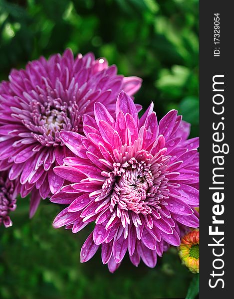 Two purple chrysanthemum flowers cluster, shown as color, shape, pair or couple. Two purple chrysanthemum flowers cluster, shown as color, shape, pair or couple