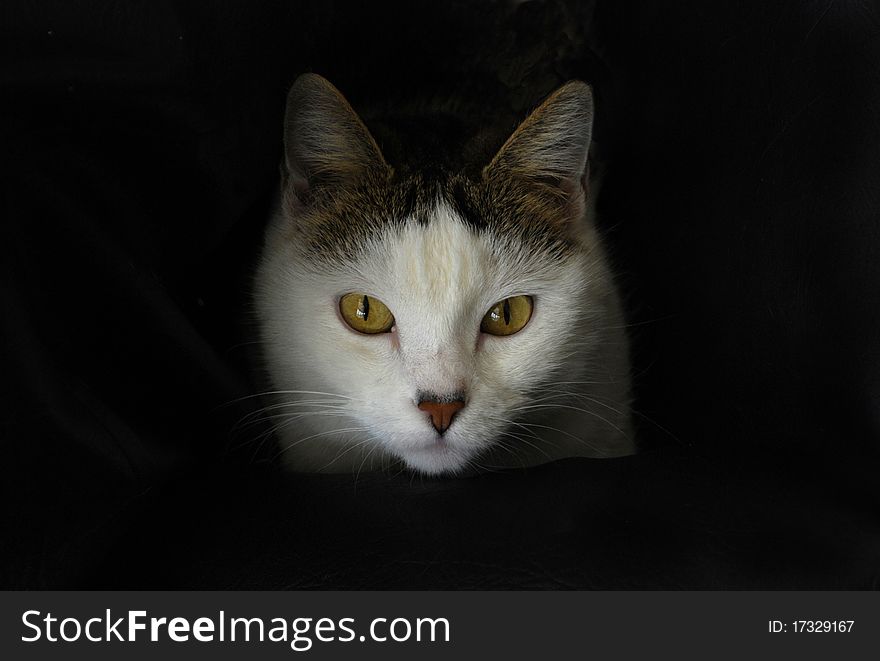 White cat staring on a black background