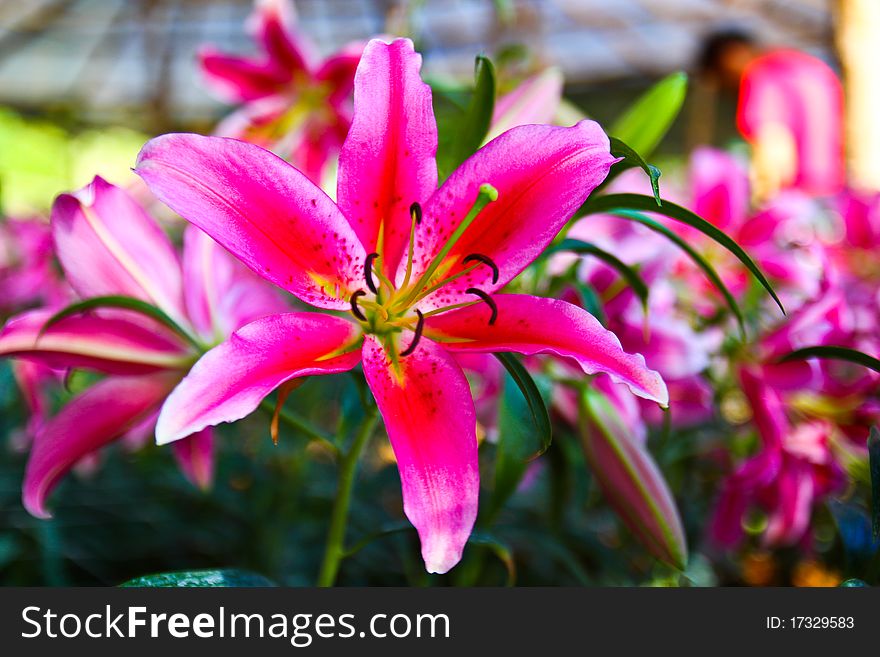 Beautiful Pink lilly