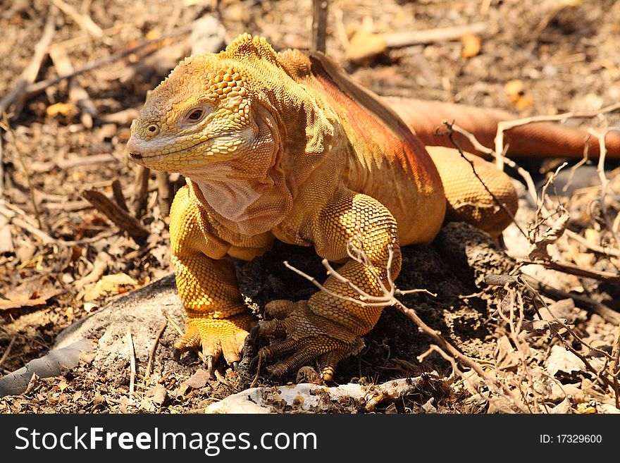 Iguana Terrestre is found on Santa Cruz Island in the Galapagos Islands. This photo was taken at the Charles Darwin Research Center.