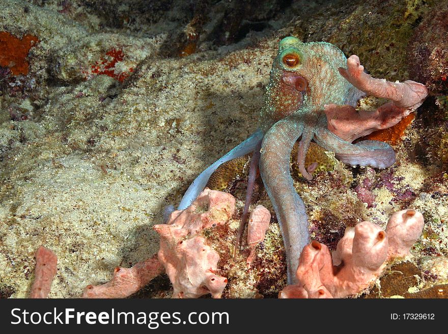 Caribbean Reef Octopus - Bonaire