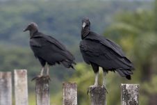 Two Lonely Vultures Royalty Free Stock Photos Two Lonely Vultures Royalty Free Stock Photos