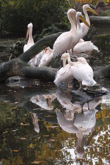Pelicans Royalty Free Stock Images Pelicans Royalty Free Stock Images